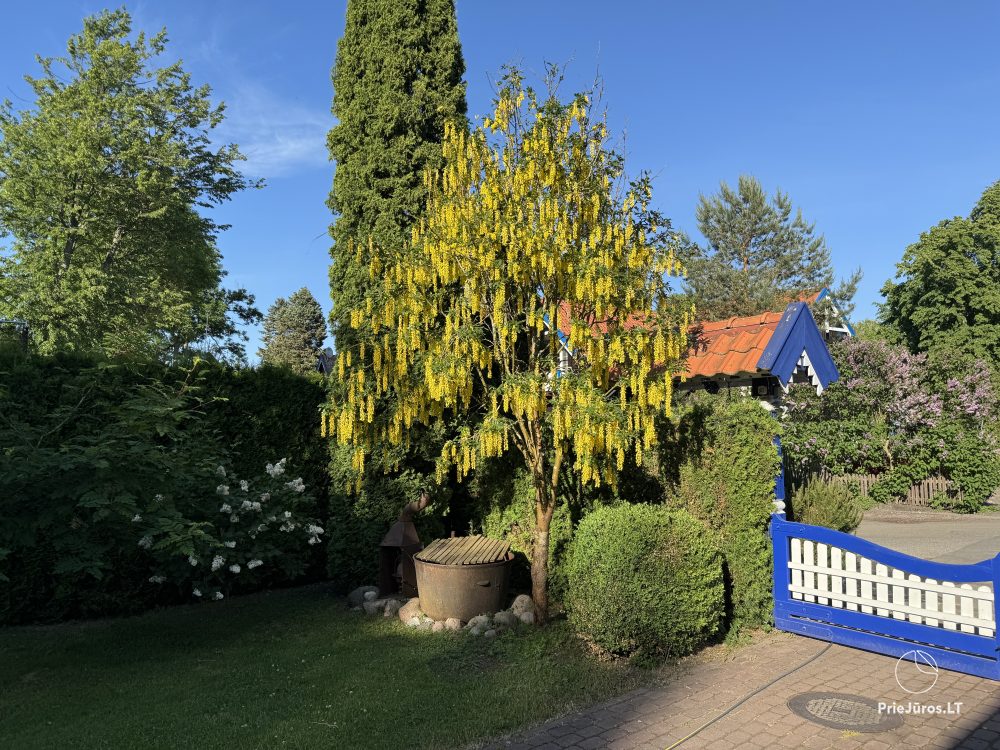 Willa „Miško namas” w Nidzie. Wynajem apartamentów