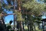 Vilnelė  Kompleks rekreacyjny: domki letniskowe, apartamenty, pokoje do wynajęcia blisko morza - 6