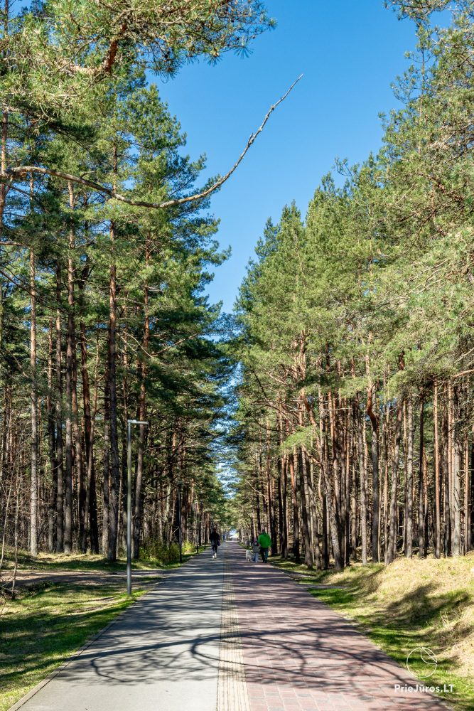 Przytulne domy wakacyjne w pobliżu sosnowego lasu i morza w Połądze