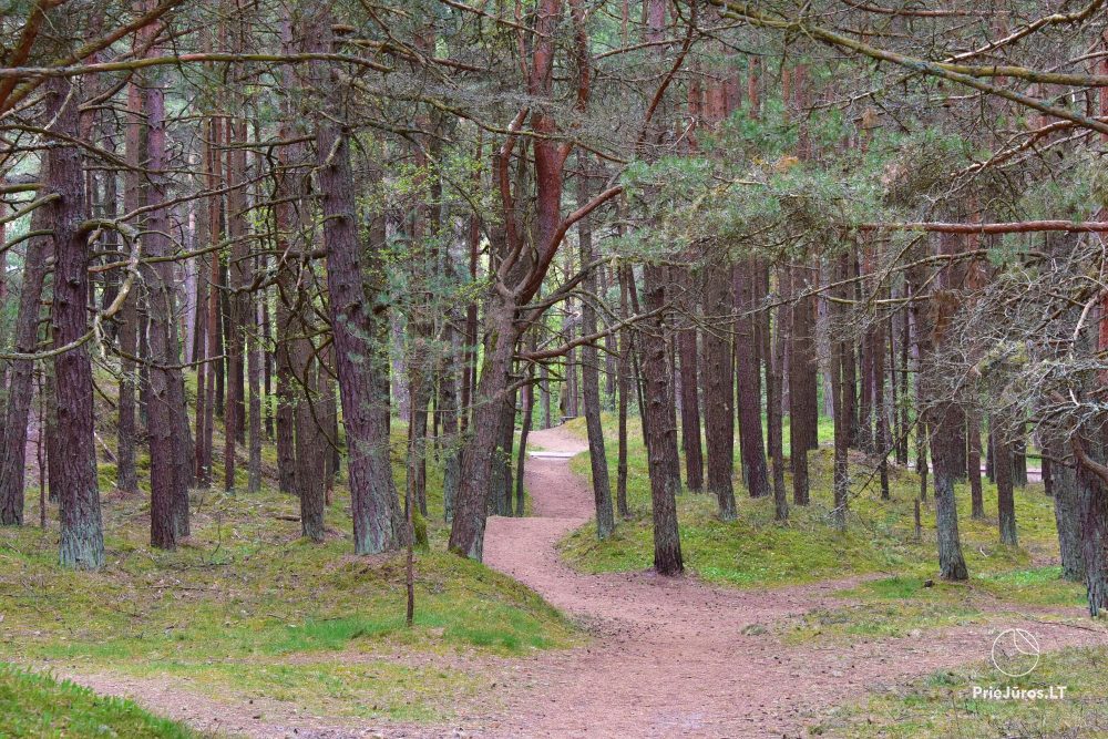 Nowe, przestronne apartamenty „Palangos Vilnele” otoczone sosnami, blisko morza z klimatyzacją i przestronnymi tarasami z widokiem na las sosnowy i morze