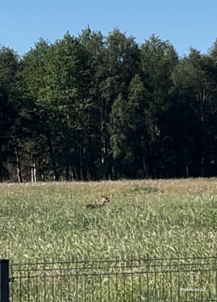 Do wynajęcia domek letniskowy w Monciskes