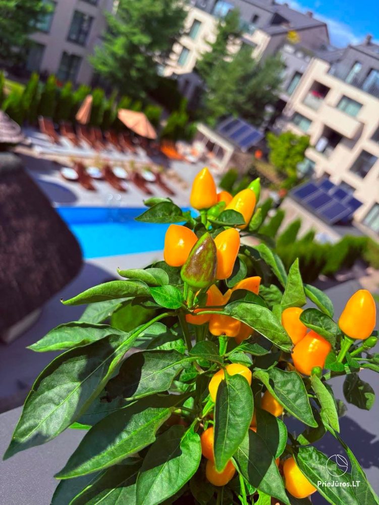 Apartamenty z basenem w „Malūno Vilos” K1-22