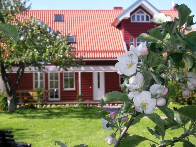 Palanga apartamenty wakacyjne "OBELYNE" - 1