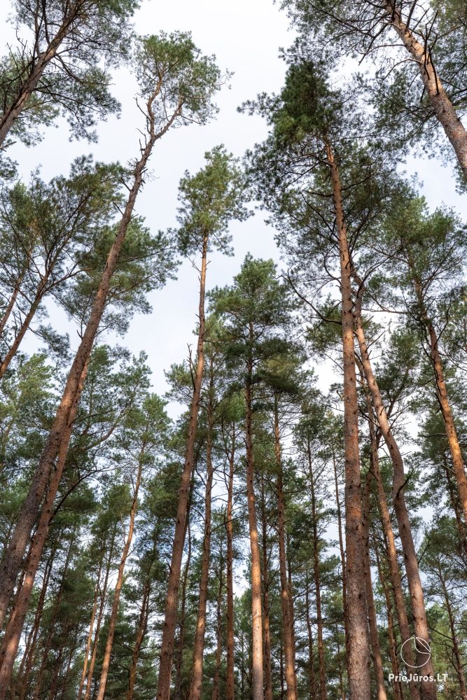 Ścieżka edukacyjna i rekreacyjna „Melno takas” w Połądze