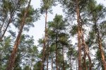 Ścieżka edukacyjna i rekreacyjna „Melno takas” w Połądze