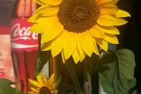Cafe letyskowe w Planga  "SunMeri"