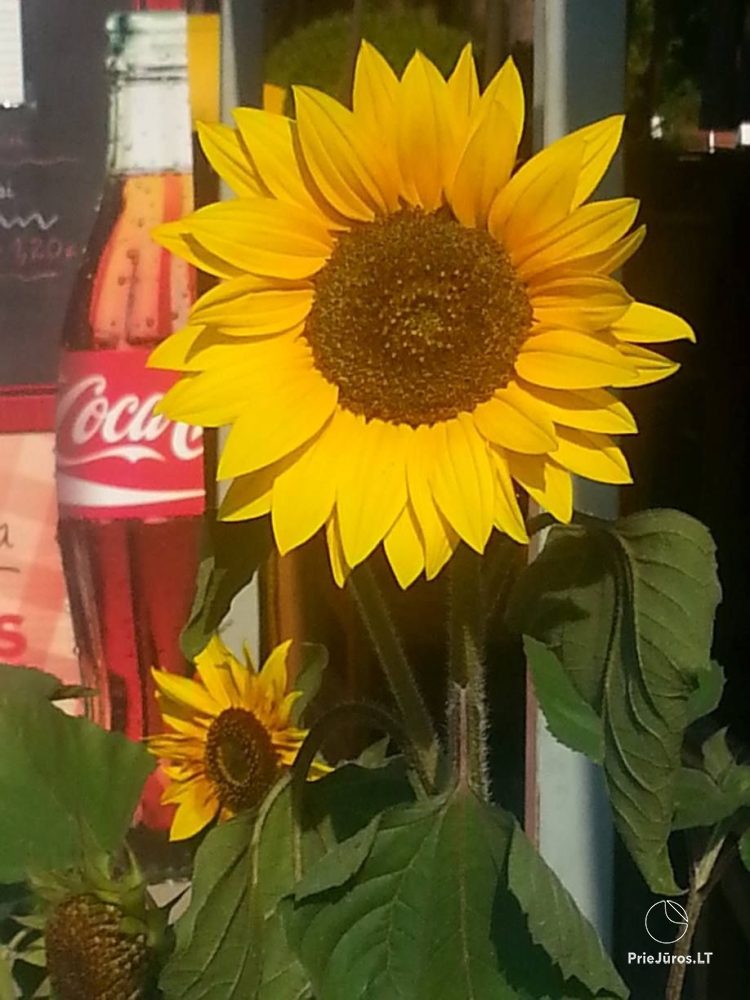 Cafe letyskowe w Planga SunMeri - 1