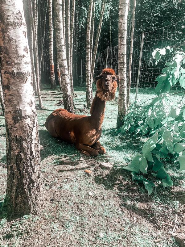 Park Dinozaurów DINO.LT Radailiai w kompleksie Radailių dvaras niedaleko Kłajpedy
