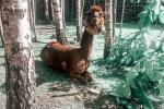 Park Dinozaurów DINO.LT Radailiai w kompleksie Radailių dvaras niedaleko Kłajpedy
