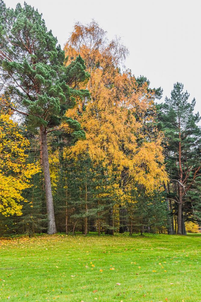 Park botaniczny w Połądze