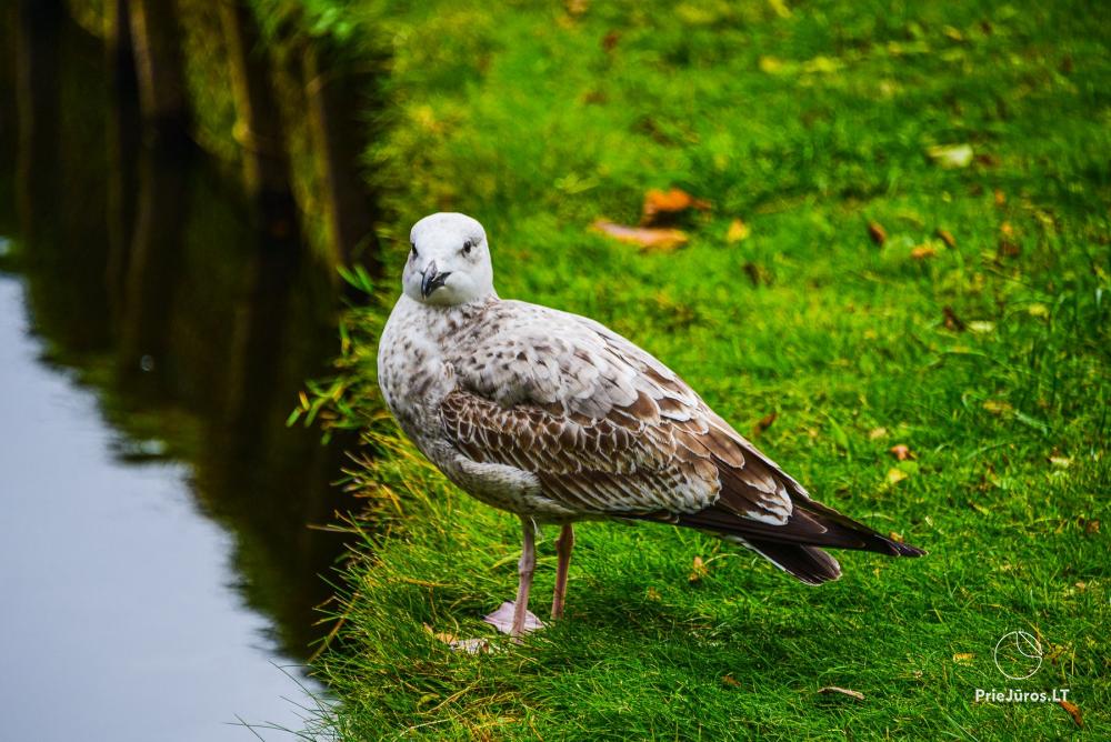 Park botaniczny w Połądze