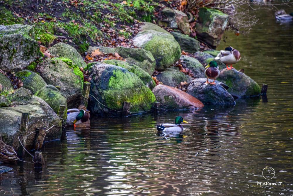 Park botaniczny w Połądze