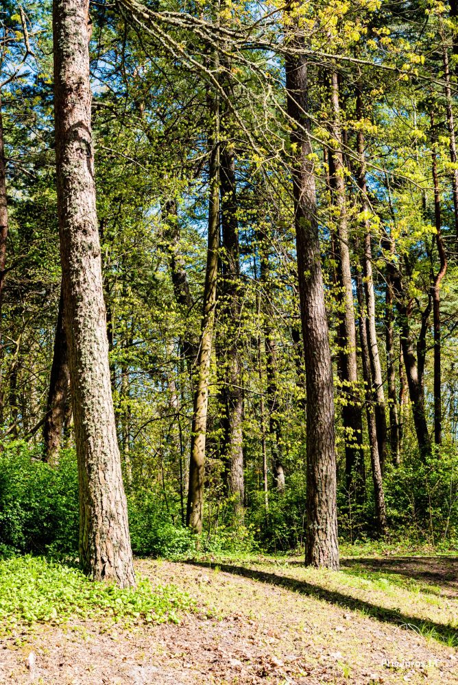 Park botaniczny w Połądze
