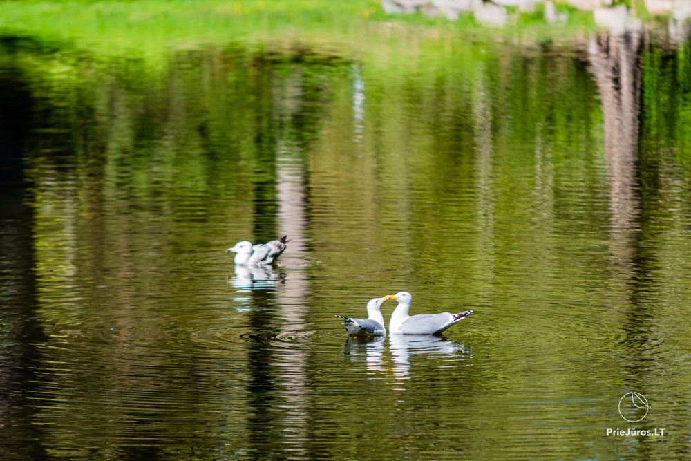 Park botaniczny w Połądze