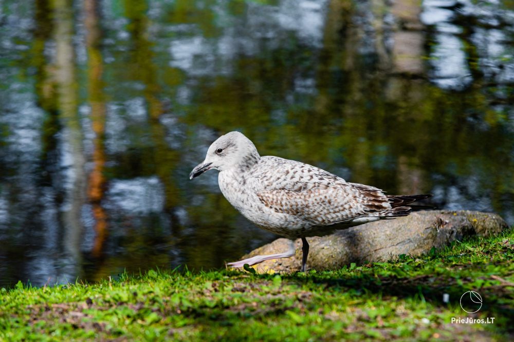 Park botaniczny w Połądze