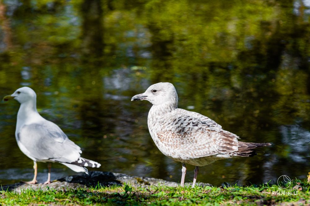 Park botaniczny w Połądze